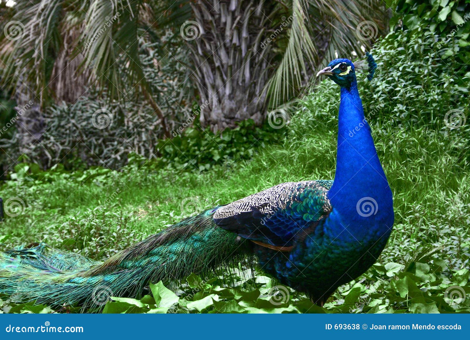 Very Beautiful Pecock Green Garden Stock Photo 1406993051