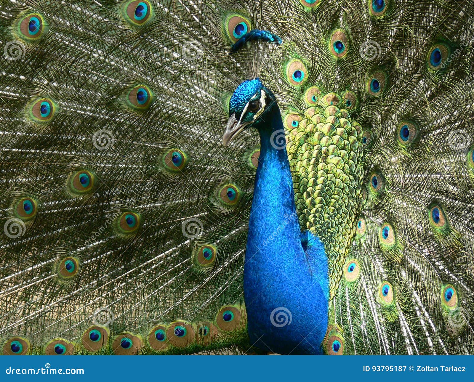 Peacock in full blossom stock image. Image of male, color 93795187
