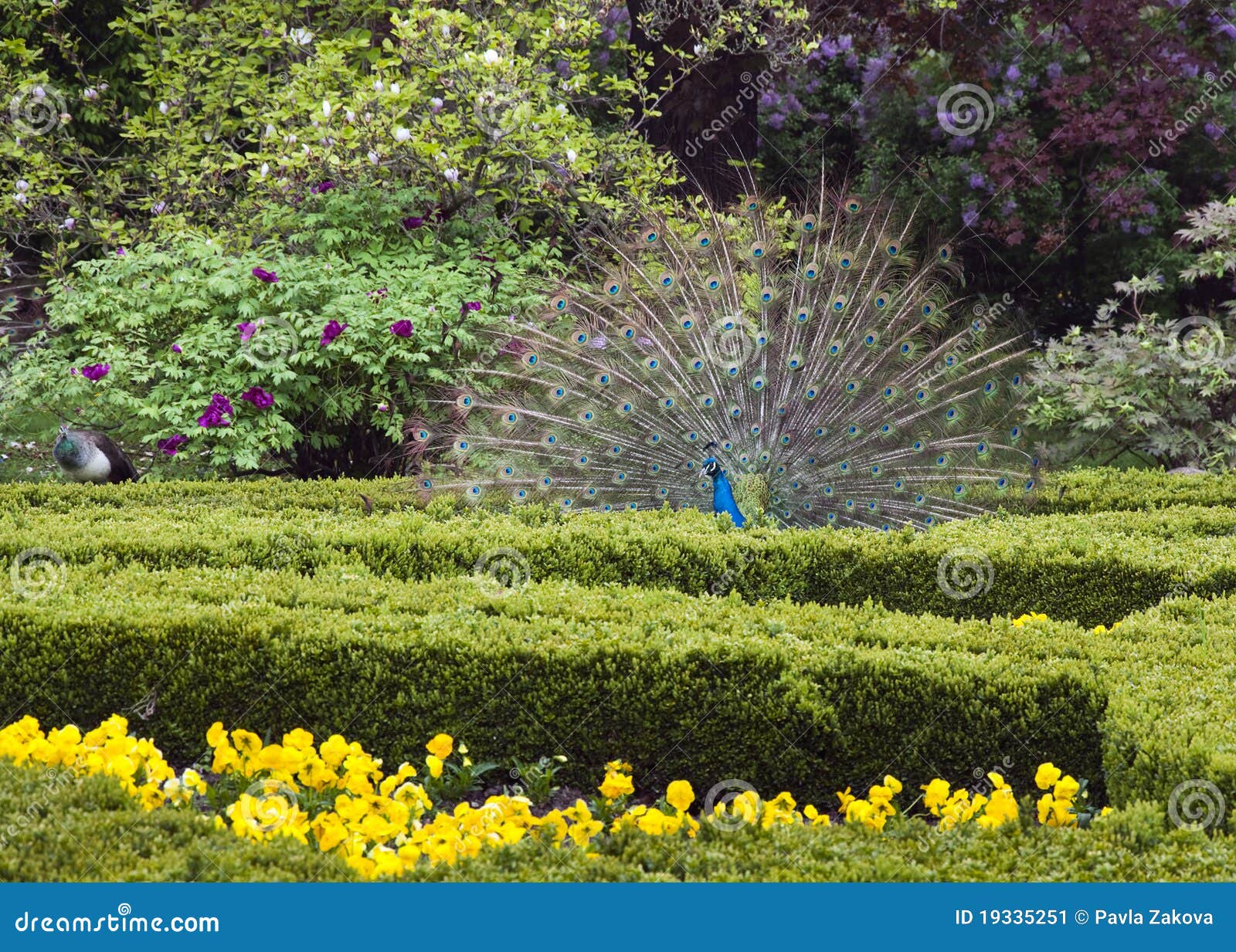 Peacock in garden stock image. Image of vibrance, tails 19335251
