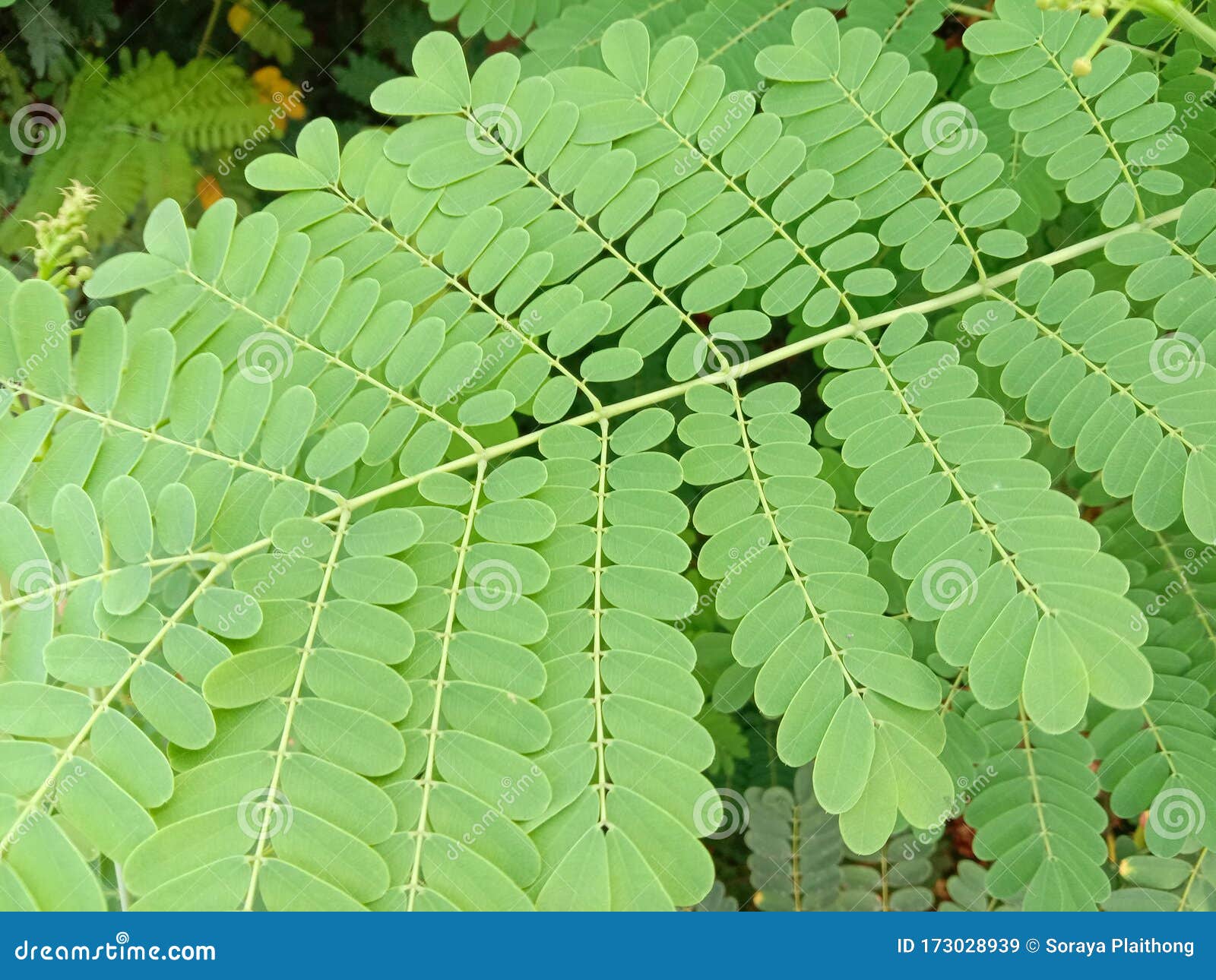 Peacock Green Leaves on Tree Backgrounds and Textures Closeup. Stock