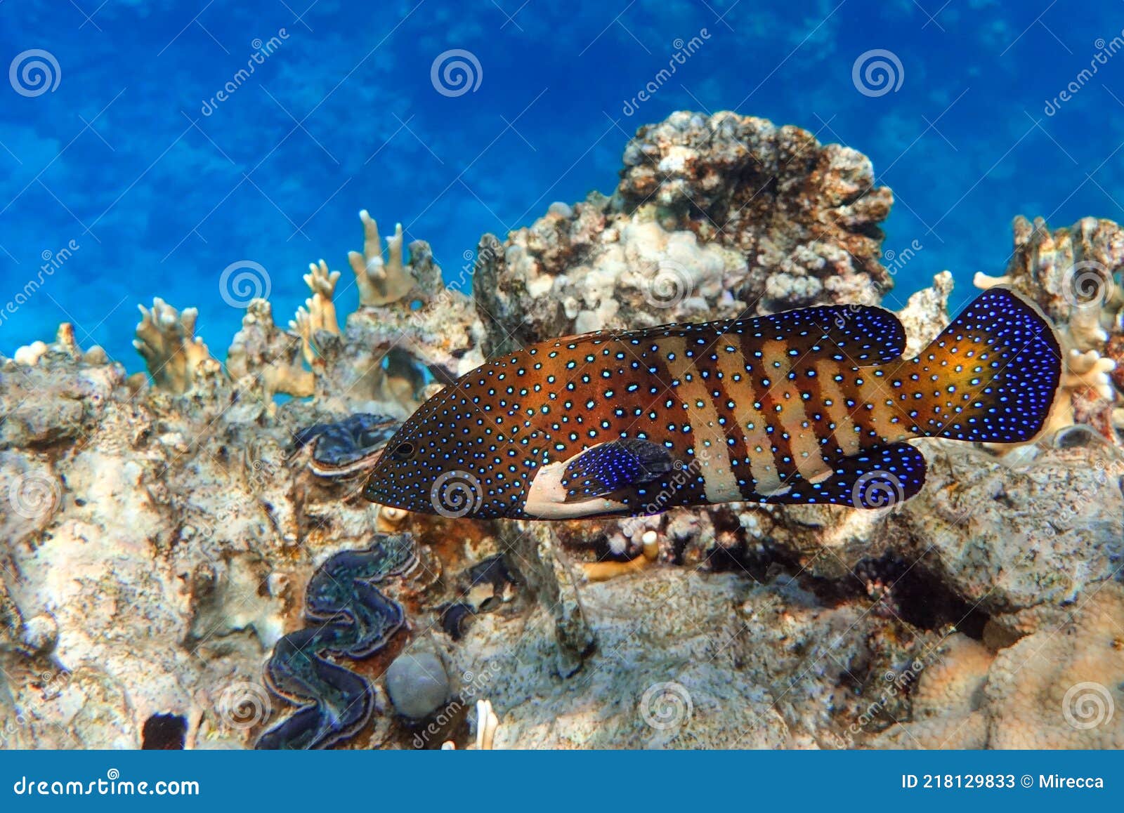 peacock grouper cephalopholis argus - coral fish - red sea