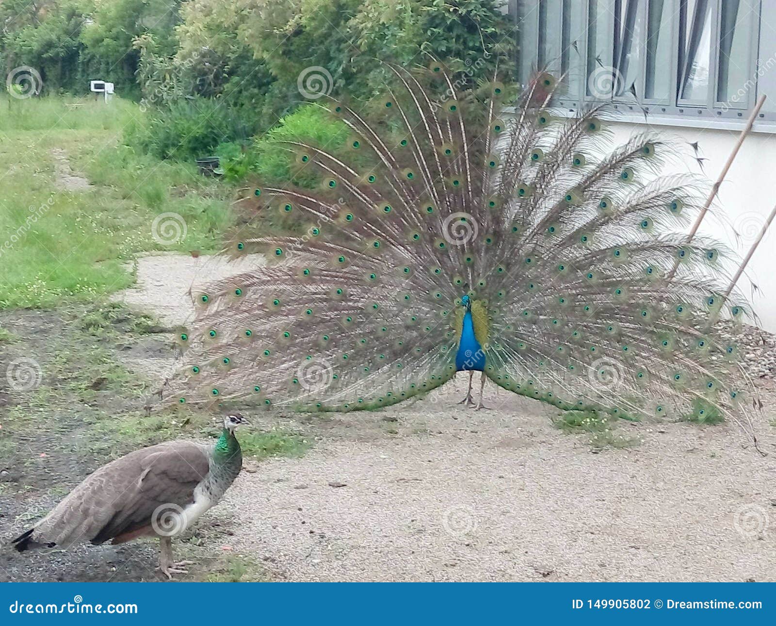 2 055 peacock peahen photos free royalty free stock photos from dreamstime https www dreamstime com peacock his peahen birds animals feathers courtship image149905802