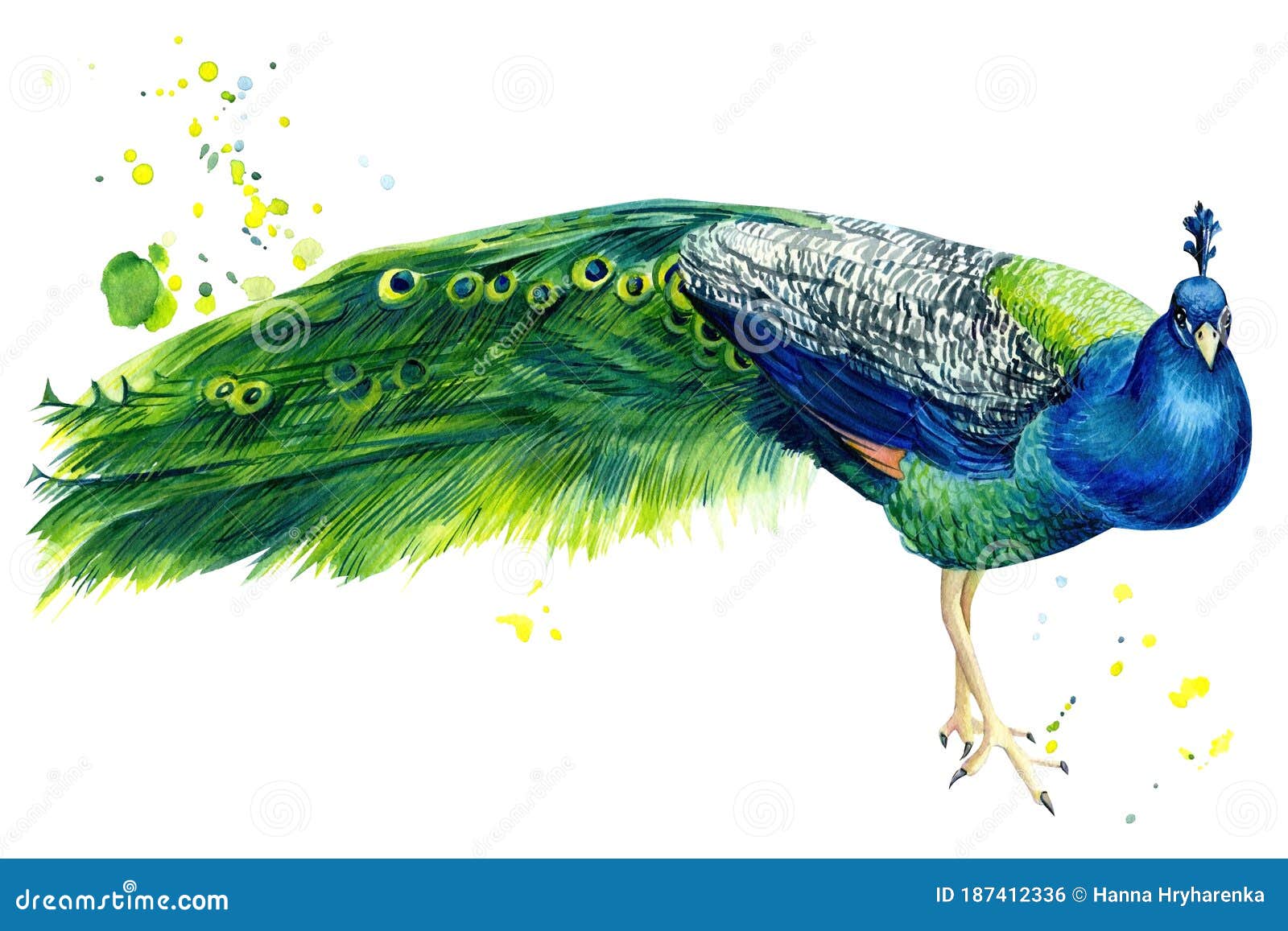 a Beautiful peacock with colorful feathers open side view, digital clipart,  vibrant and blue AI Generated 27241924 PNG