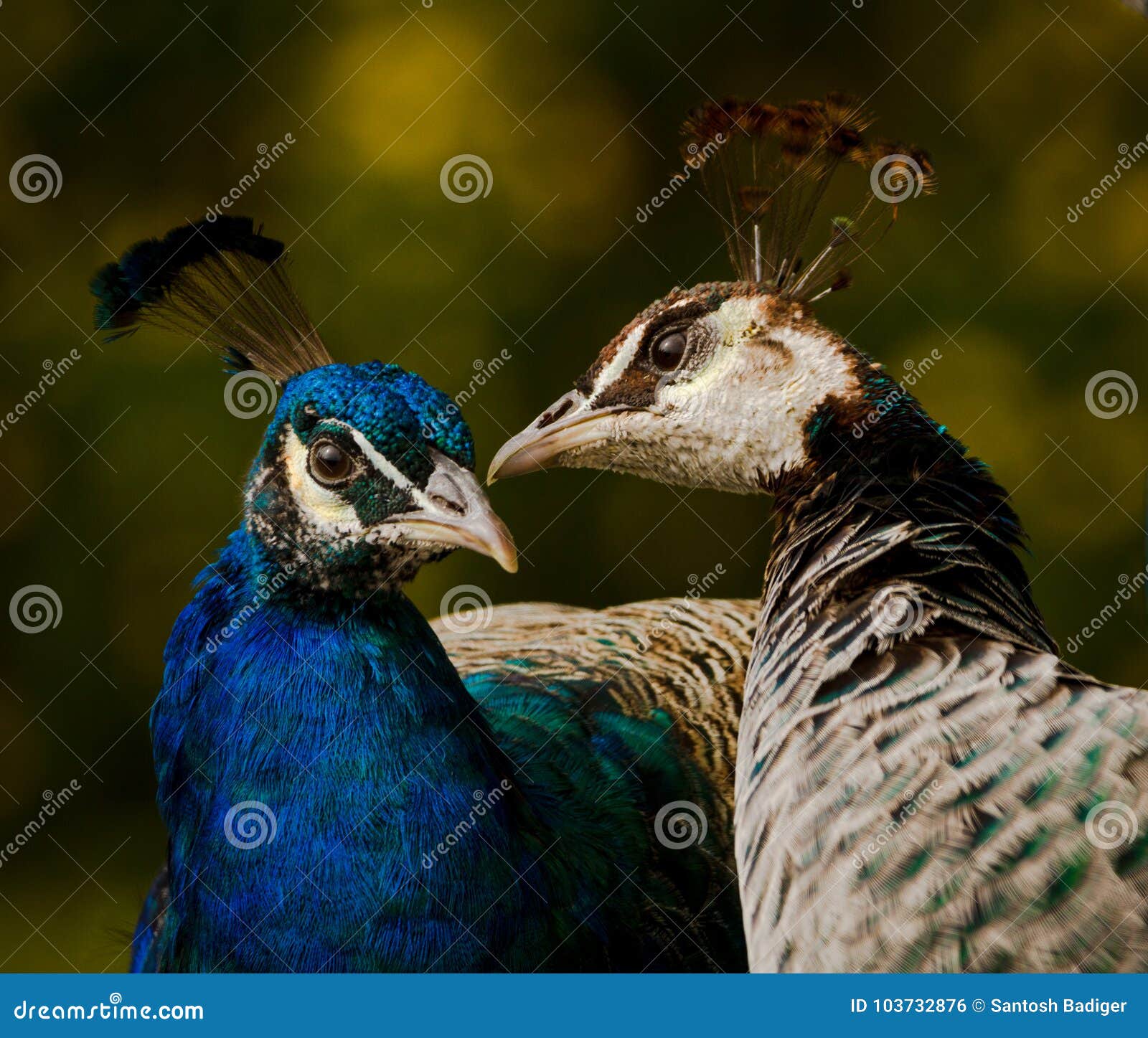 Peacock Love making stock photo Image of head peafowl Peacock Love making stock photo Image of head peafowl