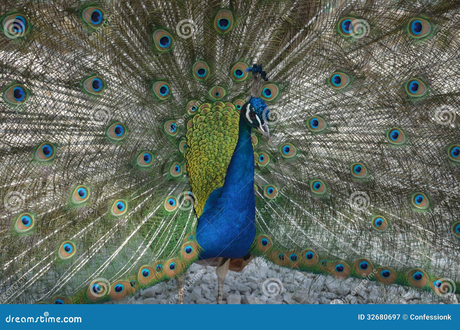 Peacock in love stock image Image of crimea bird park Peacock in love stock image Image of crimea bird park