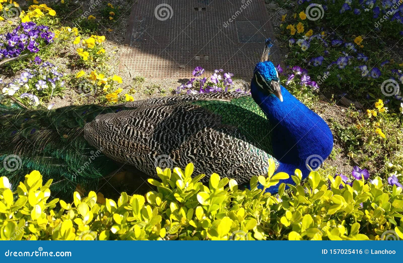 peacock lying in the garden