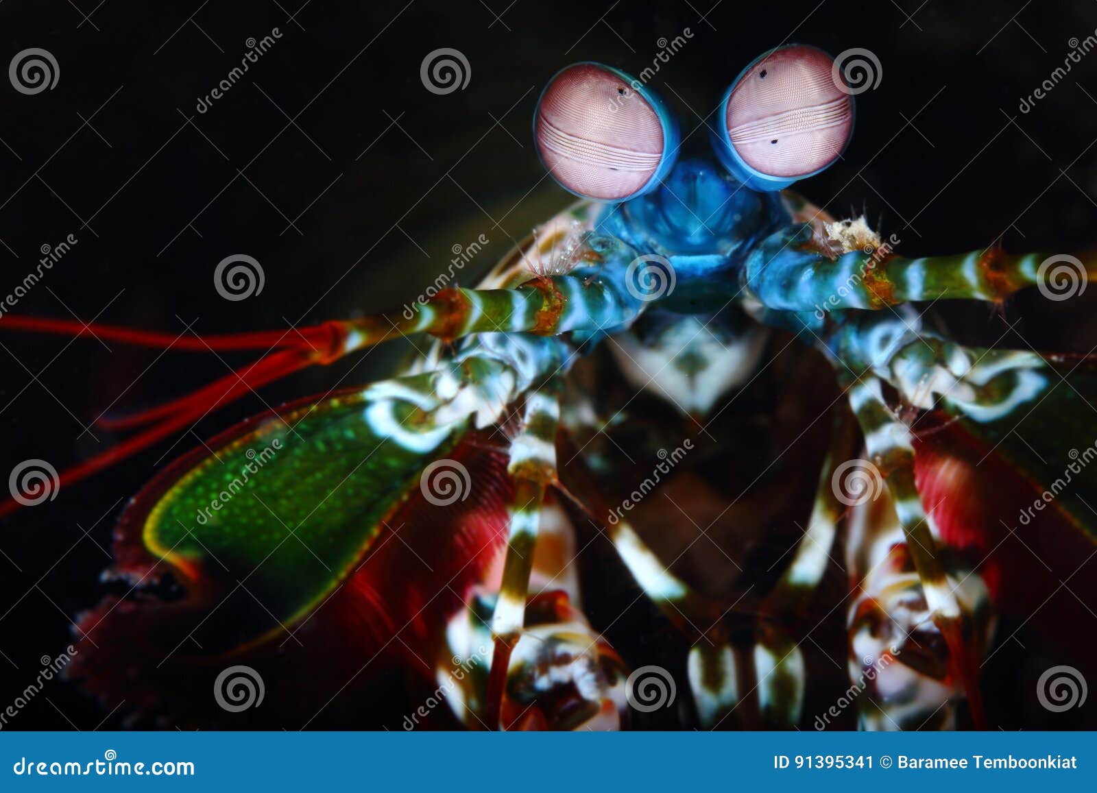 peacock mantis shrimp . pulau weh , indonesia