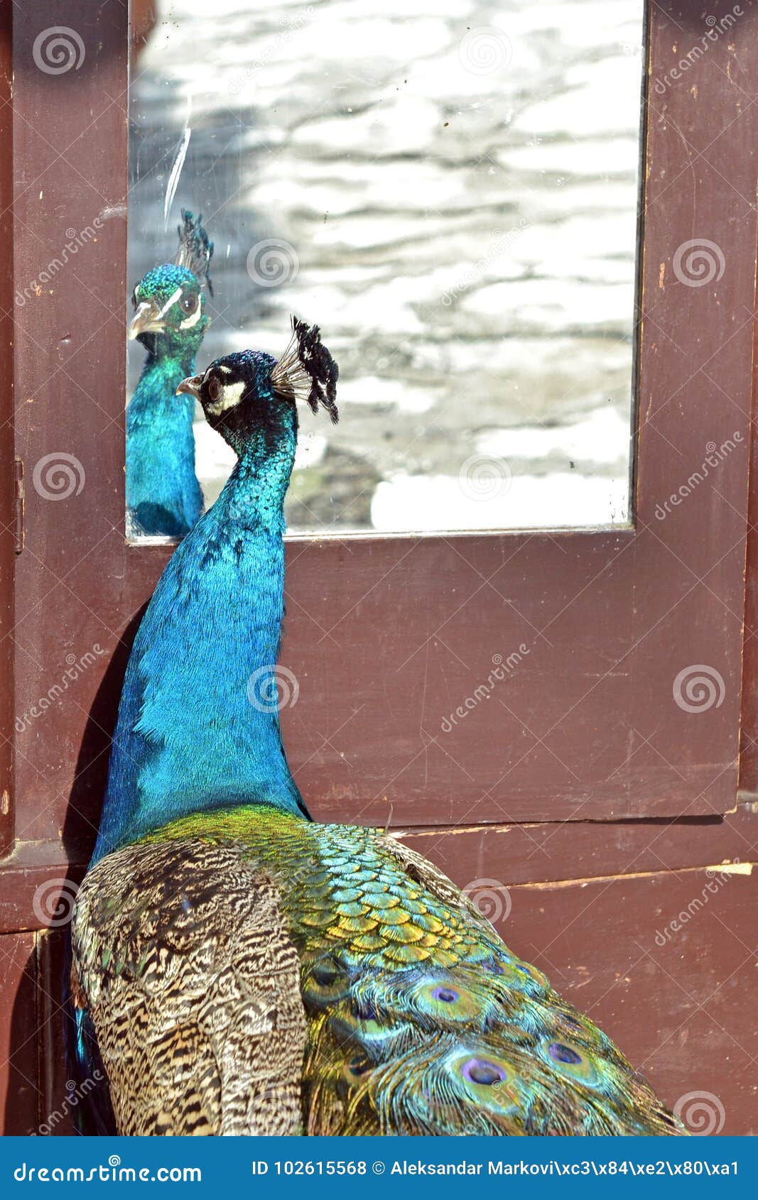 Peacock narcissist stock photo. Image of color, colorful - 102615568