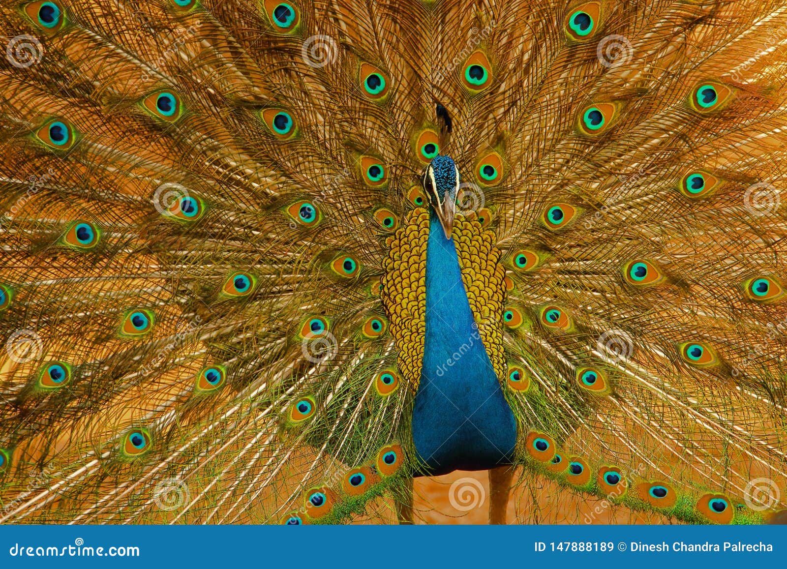 Dancing Indian Peafowl Bird, Wallpaper Stock Image - Image of nature, click: 147888189 Dancing Indian Peafowl Bird, Wallpaper Stock Image - Image of nature, click: 147888189