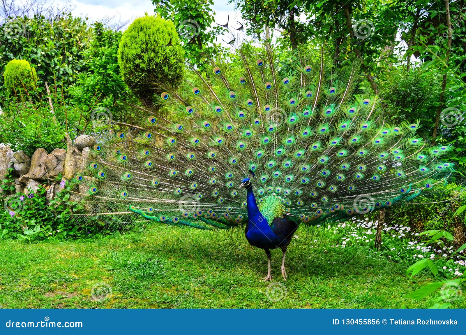 Peacock in Natural Conditions. One Can See a Beautiful Bird ...