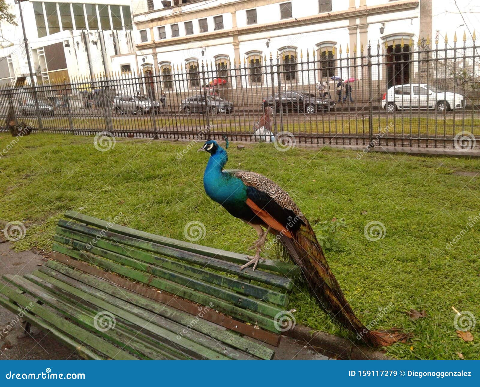 Peacock No Campo Santana, Praça Da República, Rio De Janeiro