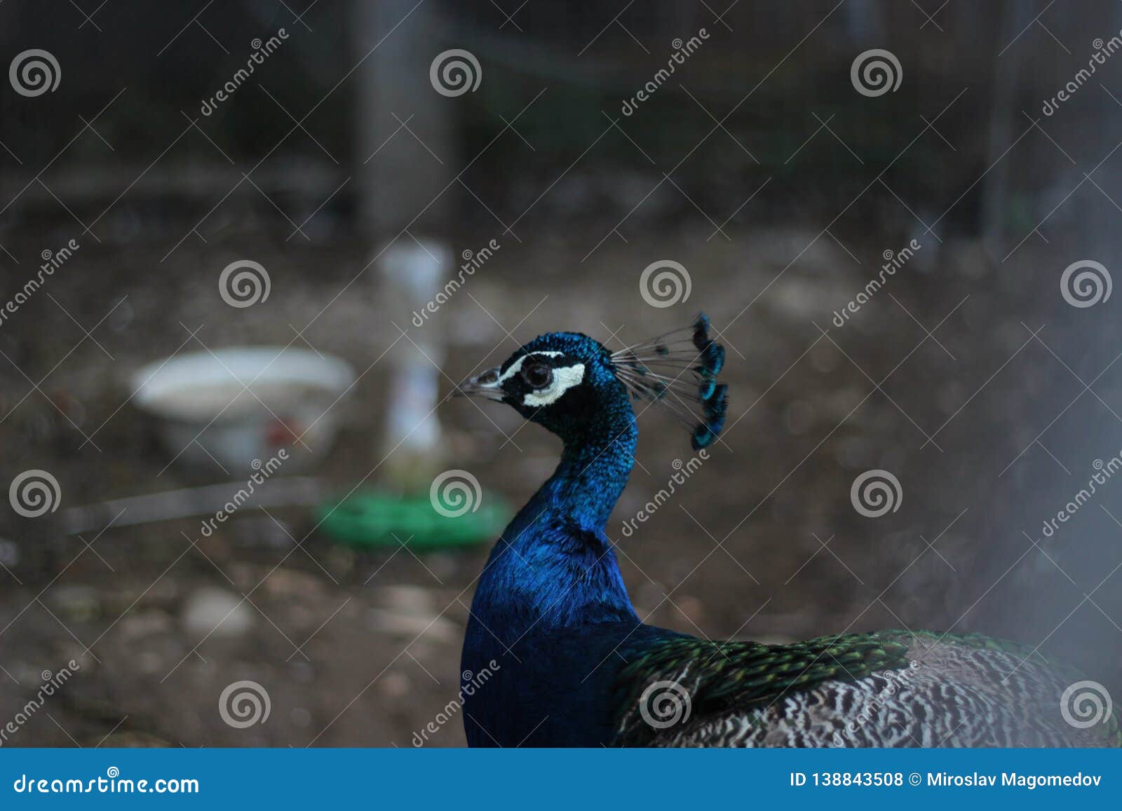 Peacock is One of the Most Beautiful Animal in the World, I Found Some  Peacock in Chengdu, China. Stock Photo - Image of decorative, design:  138843508
