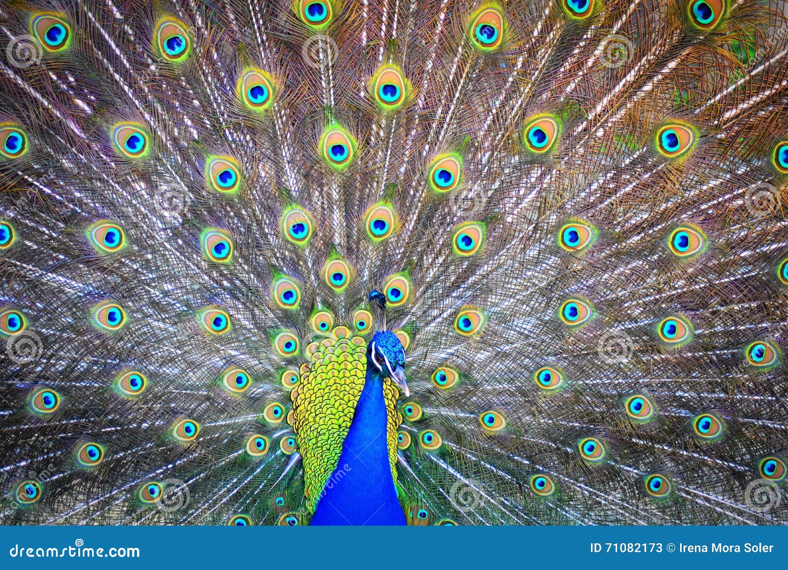 peacock, pavo real, paÃÂ³ reial