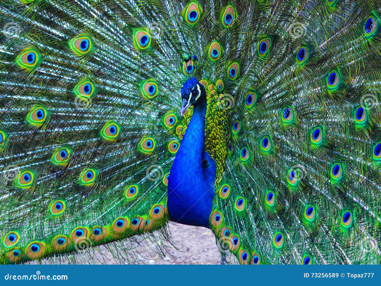 Peacock Peafowl Beautiful Spread Of A Peacock Beautiful Peacock Bird A Beautiful Male Peacock With Expanded Feathers Stock Image Image Of Pride Beauty 73256589