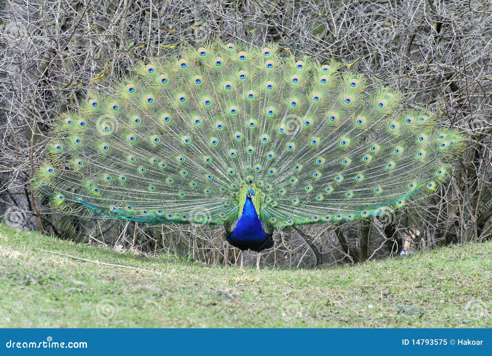 Pavo Pavo Constellation