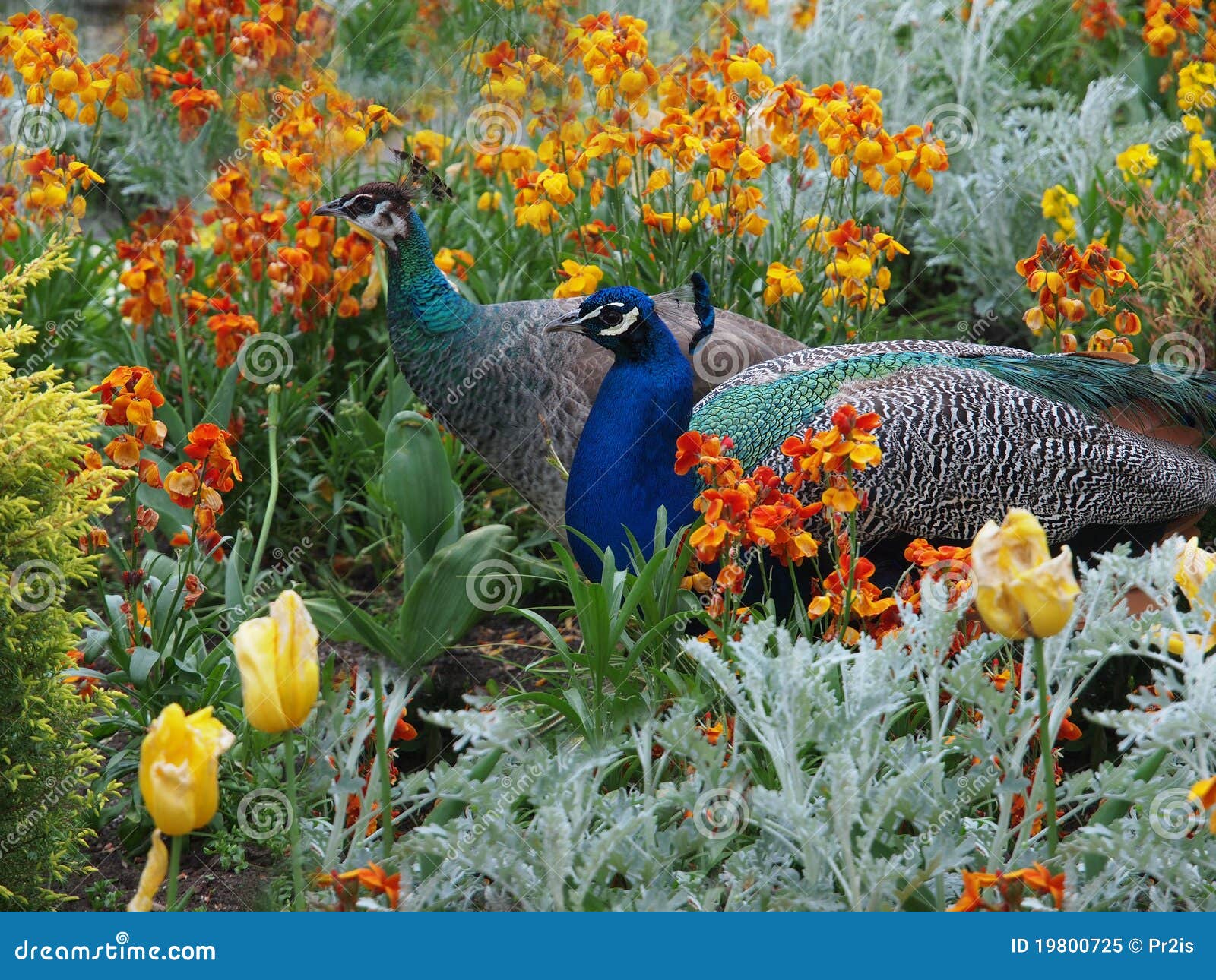 Download Peacock And Peahen Courtship Royalty Free Stock Photo - Image: 19800725