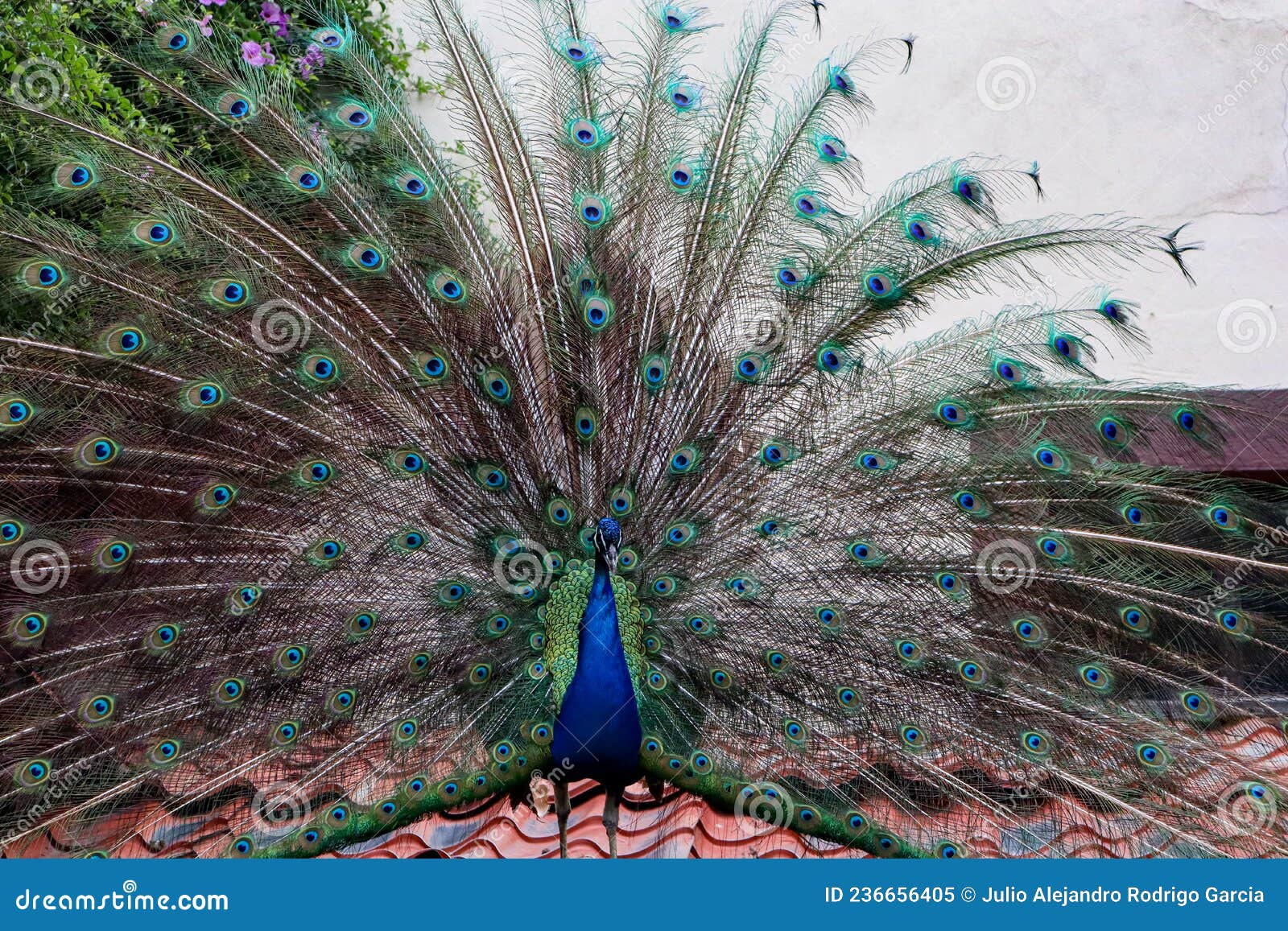 Peacock Showing Its Feathers, Bird in Mating Ritual Stock Image Image