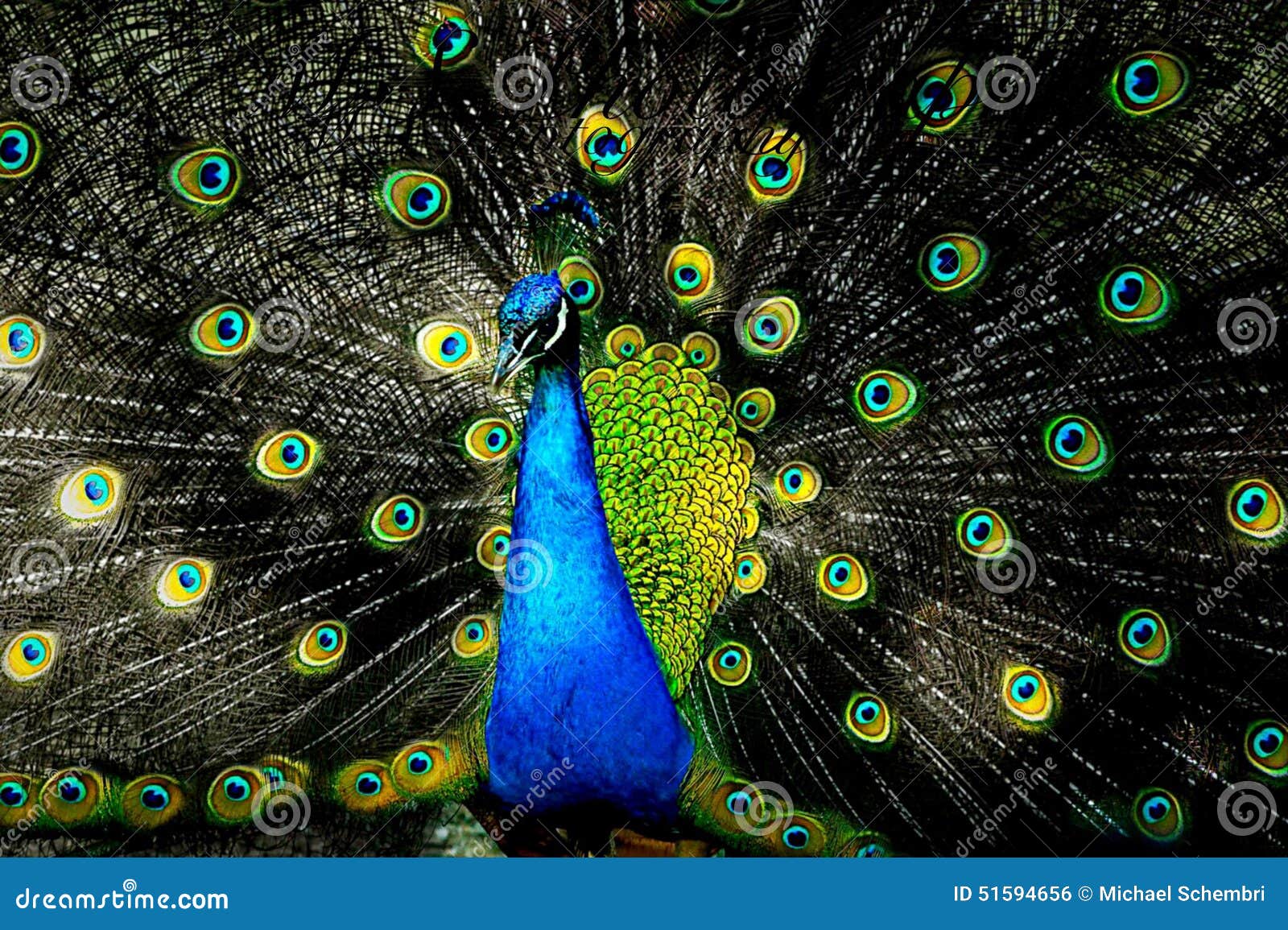 Peacock