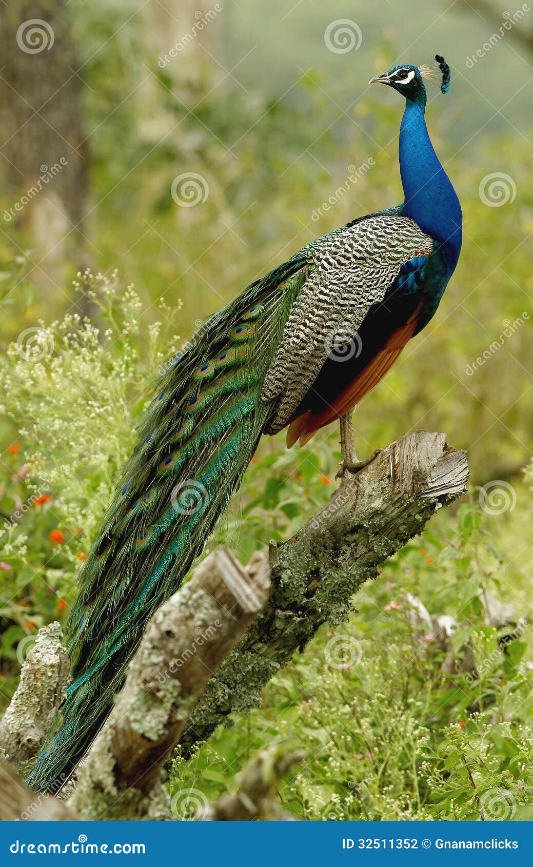 Peacock stock photo. Image of bright feather color 