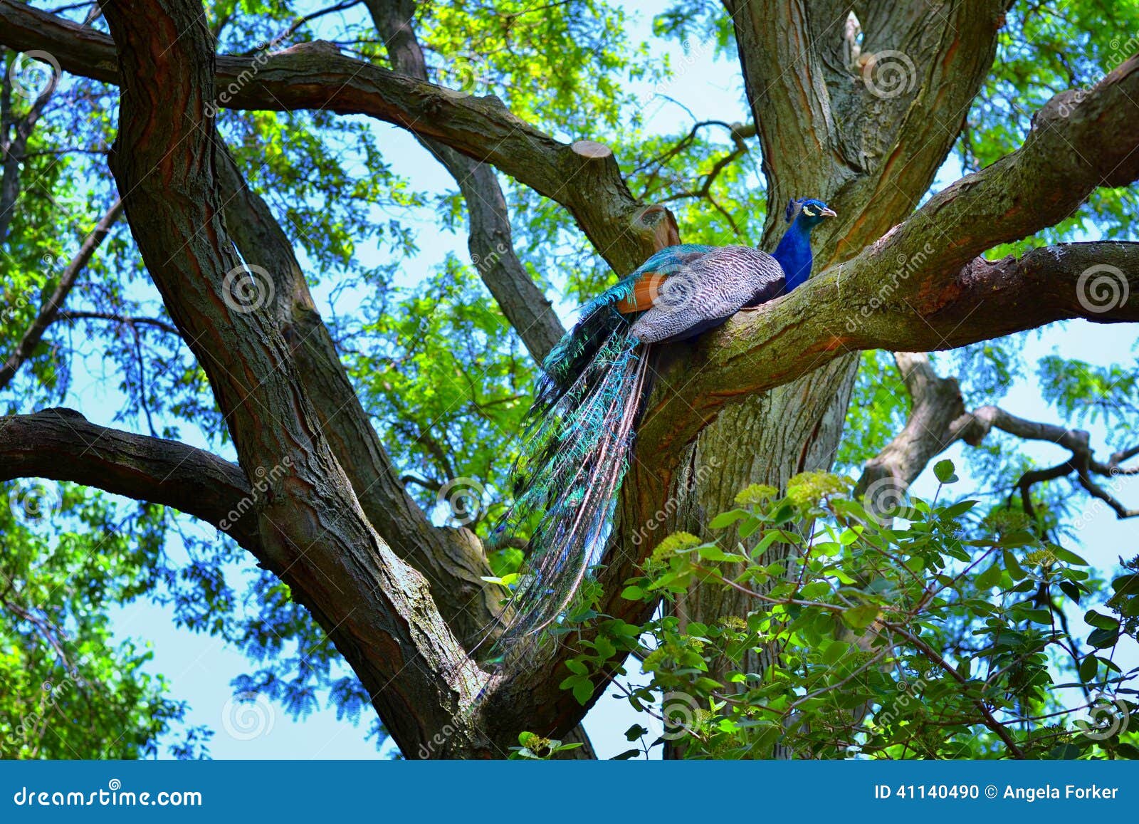 the highest branch on the tree The tree should naturally fill in that open area at the top of the tree to make it more symmetrical the branches and leaves are designed to grow and reach out for sunlight, so likely one of those top branches should elongate to fill the gap. the highest branch on the tree The tree should naturally fill in that open area at the top of the tree to make it more symmetrical the branches and leaves are designed to grow and reach out for sunlight, so likely one of those top branches should elongate to fill the gap.