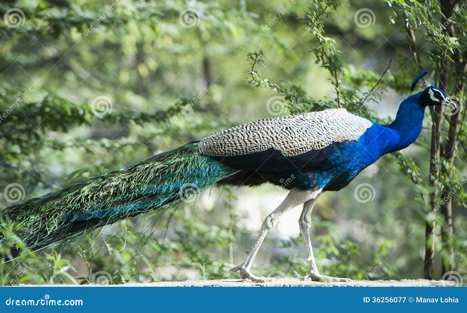 peacock, sohna, haryana, india