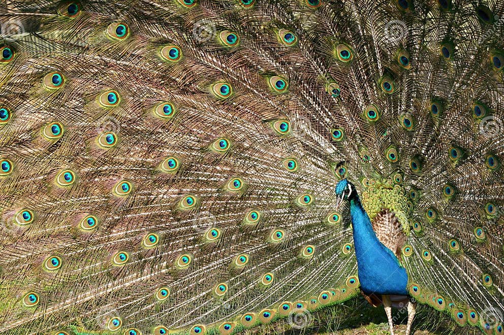 Peacock spinning a wheel stock photo. Image of show, feather 4017336