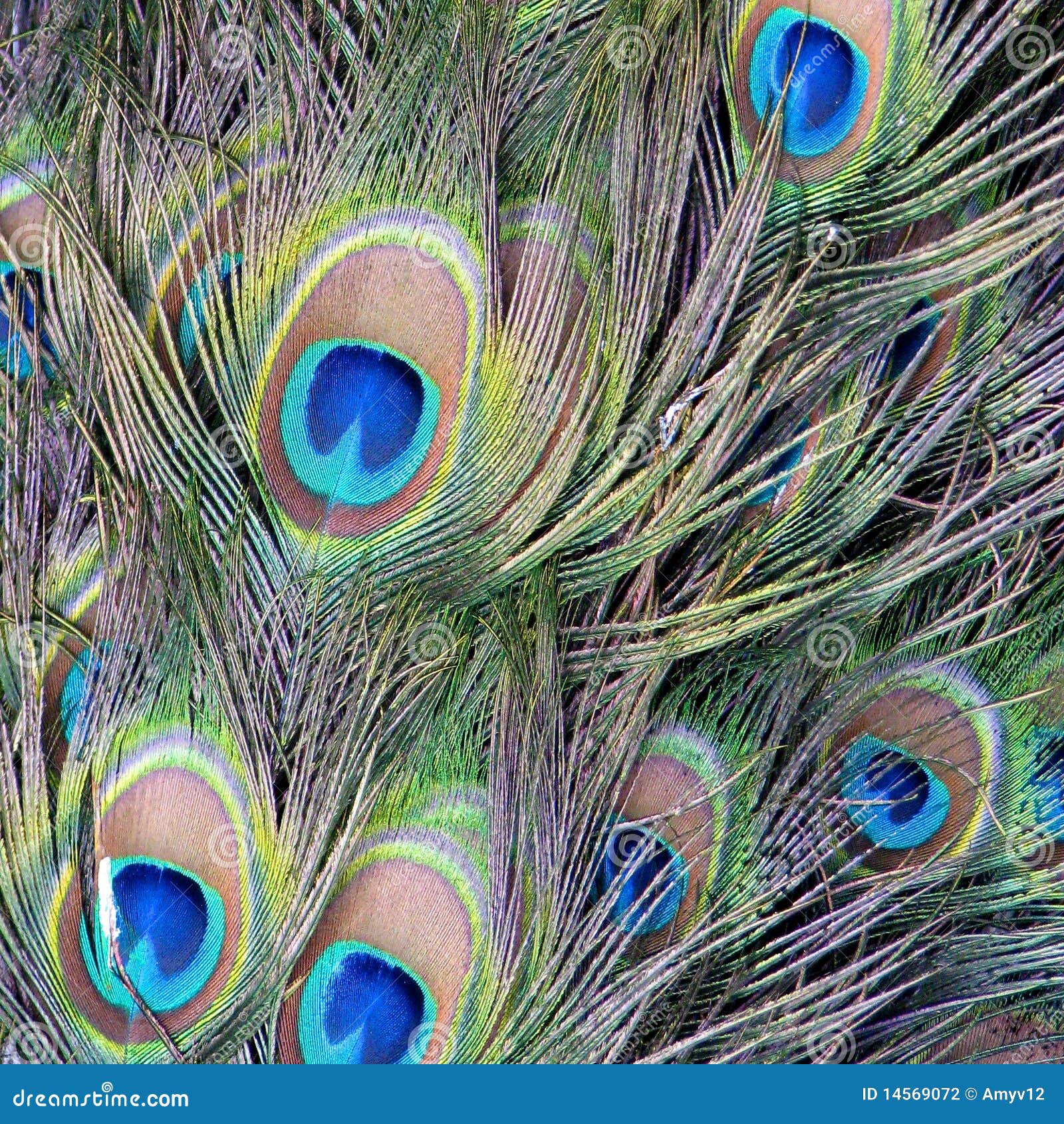 Peacock Feathers stock photo. Image of iridescent, closeup - 14569072