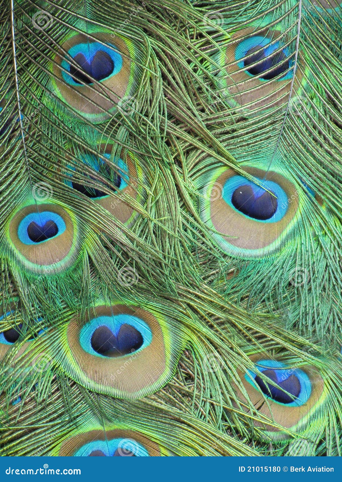 Peacock tail stock photo. Image of bird, decorative, colors - 21015180