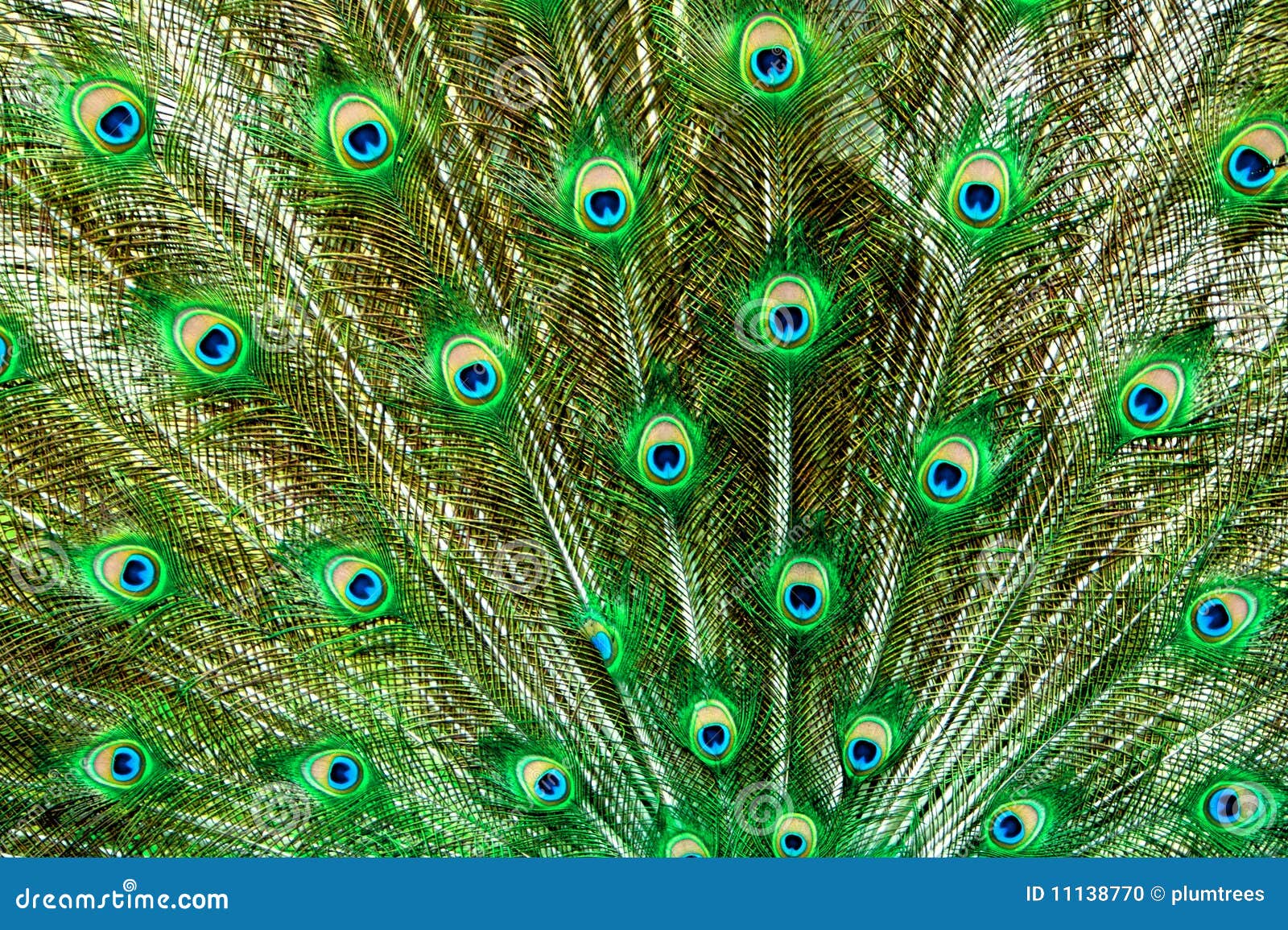 Peacock Tail Royalty-Free Stock Image | CartoonDealer.com #5015404