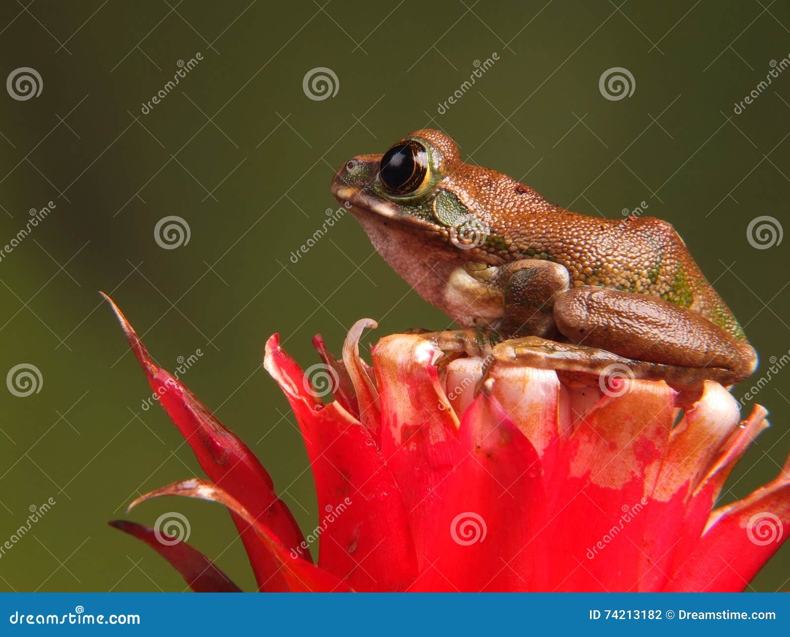Peacock Tree Frog stock photo. Image of mantis, frog 74213182