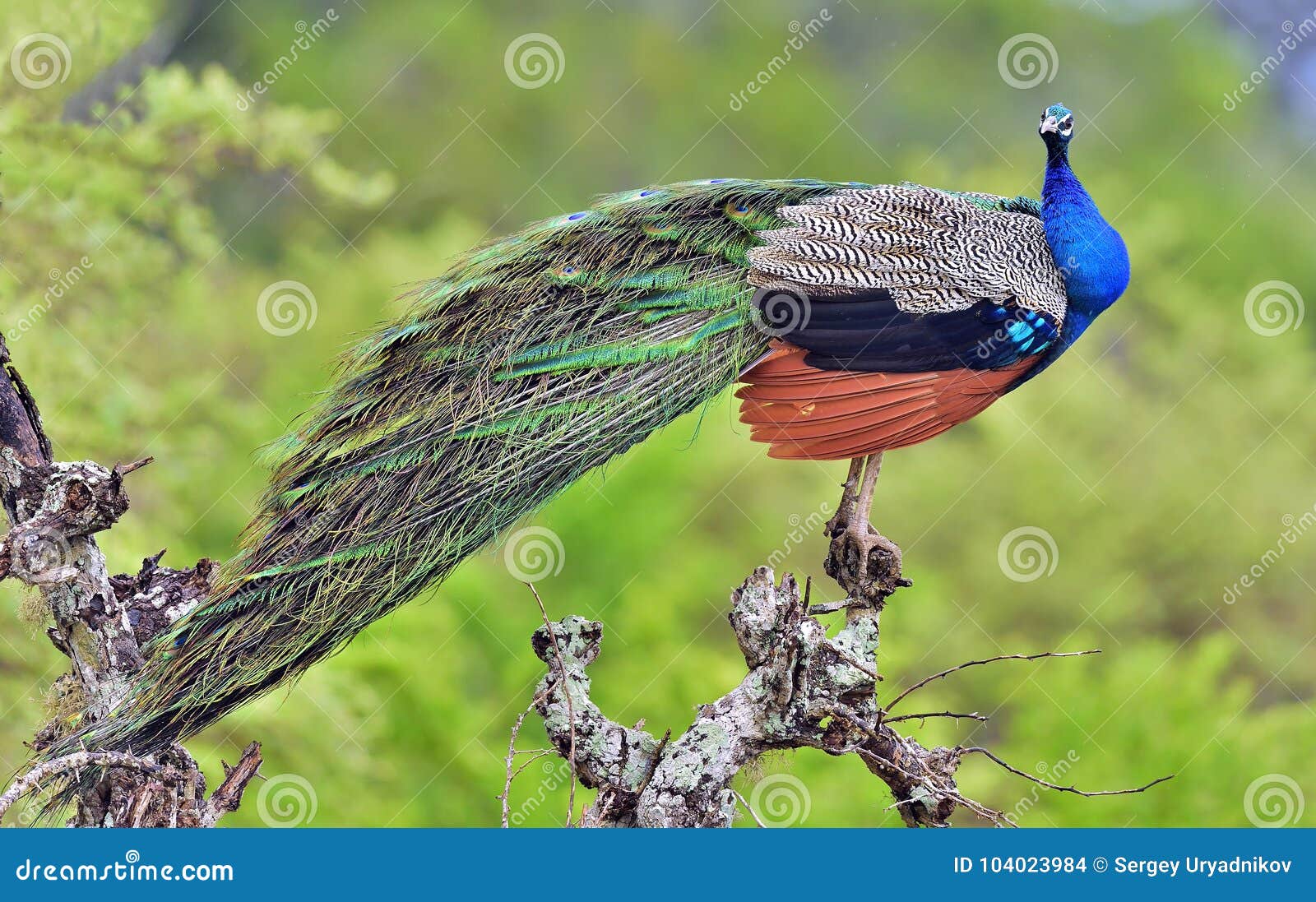 Portrait of Beautiful Peacock with Feathers Out. the Indian ...