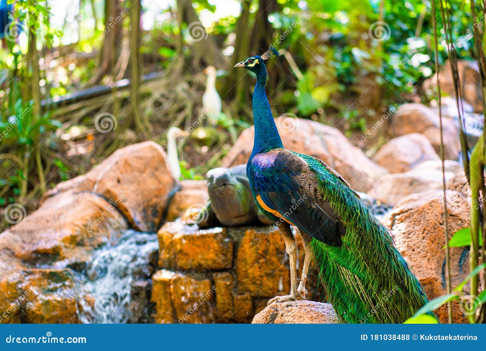 Peacock Walks Near The Waterfall. Beautiful Graceful Bird. Bird Watching Stock Photo - Image of ...