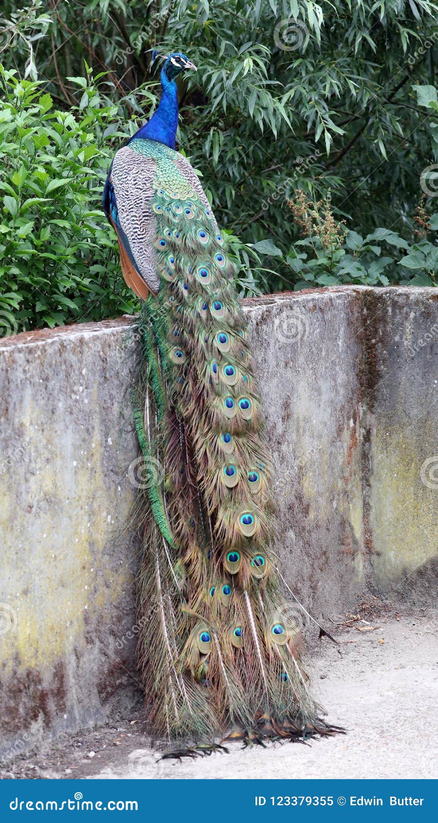 Peacock Wall Sculpture In Thai Temple Stock Photography CartoonDealer