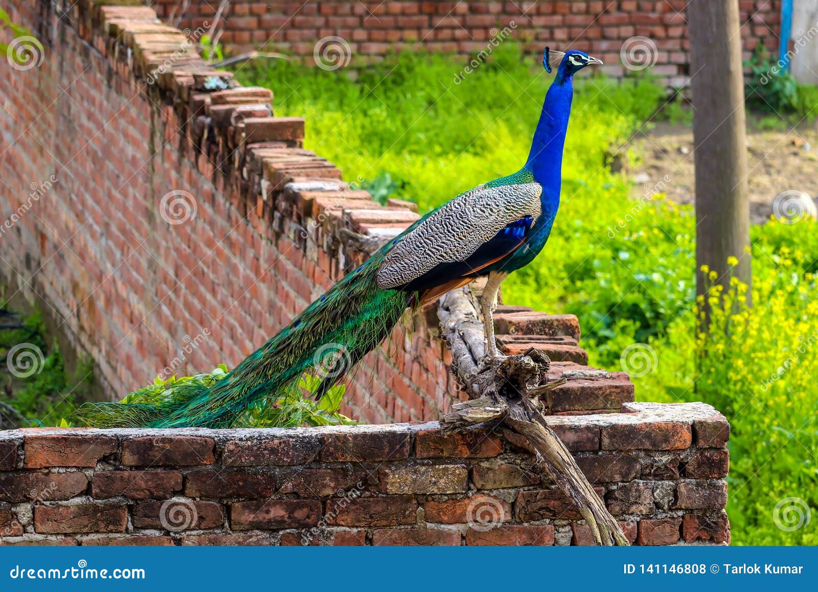 Wild Kratts Official Wild Kratts Site Cartoon Jungle Animals Wall