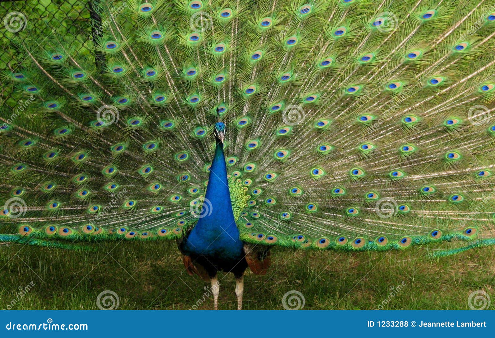 Peacock with wing spread stock photo. Image of pride, peacocks 1233288