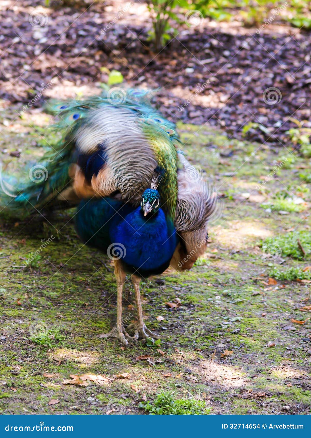 Peafowl stock foto. Image of aantrekkelijk, trillend - 32714654