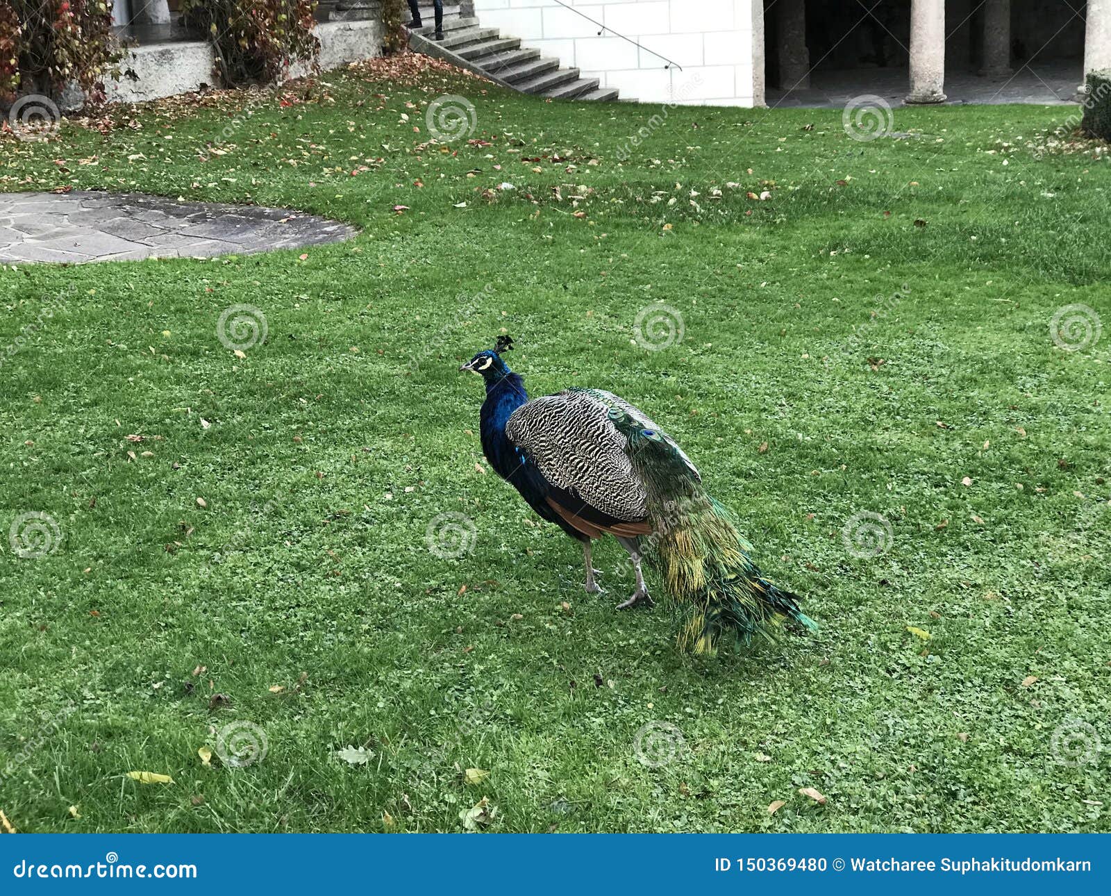 Very Beautiful Pecock Green Garden Stock Photo 1406993051