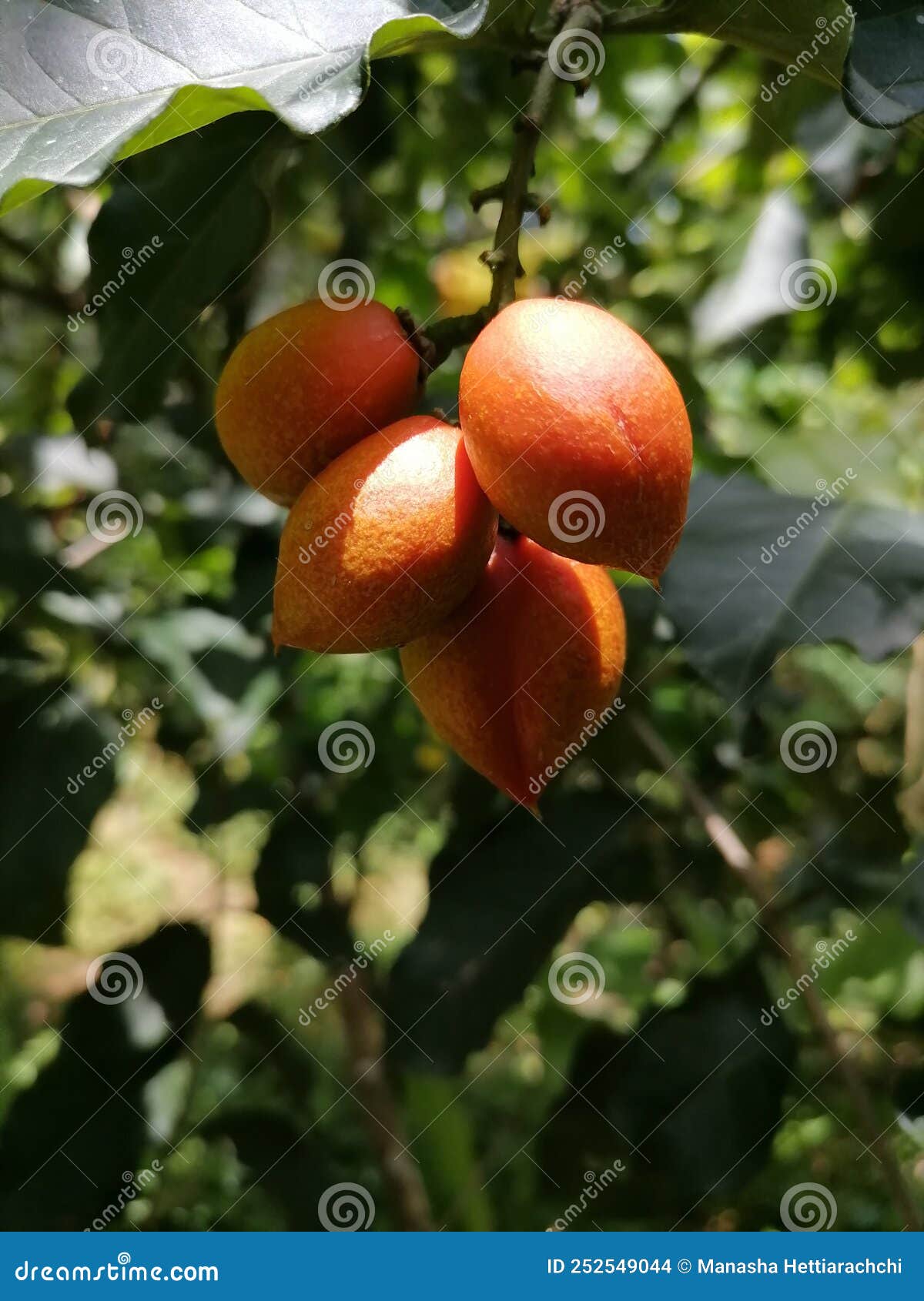 Peanut butter fruit tree stock photo. Image of nature 252549044