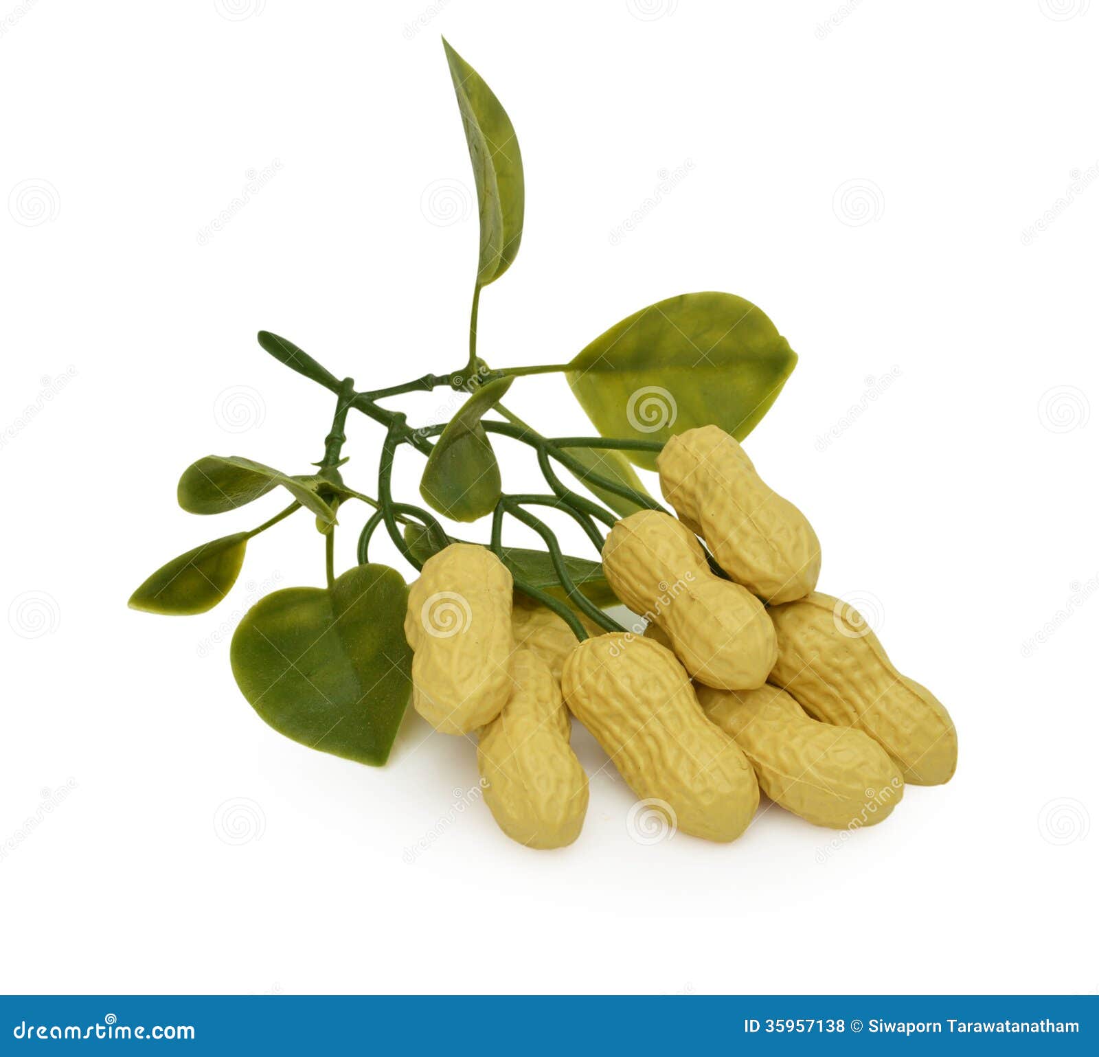 Peanut fake. stock photo. Image of yellow, kitchen, model 35957138