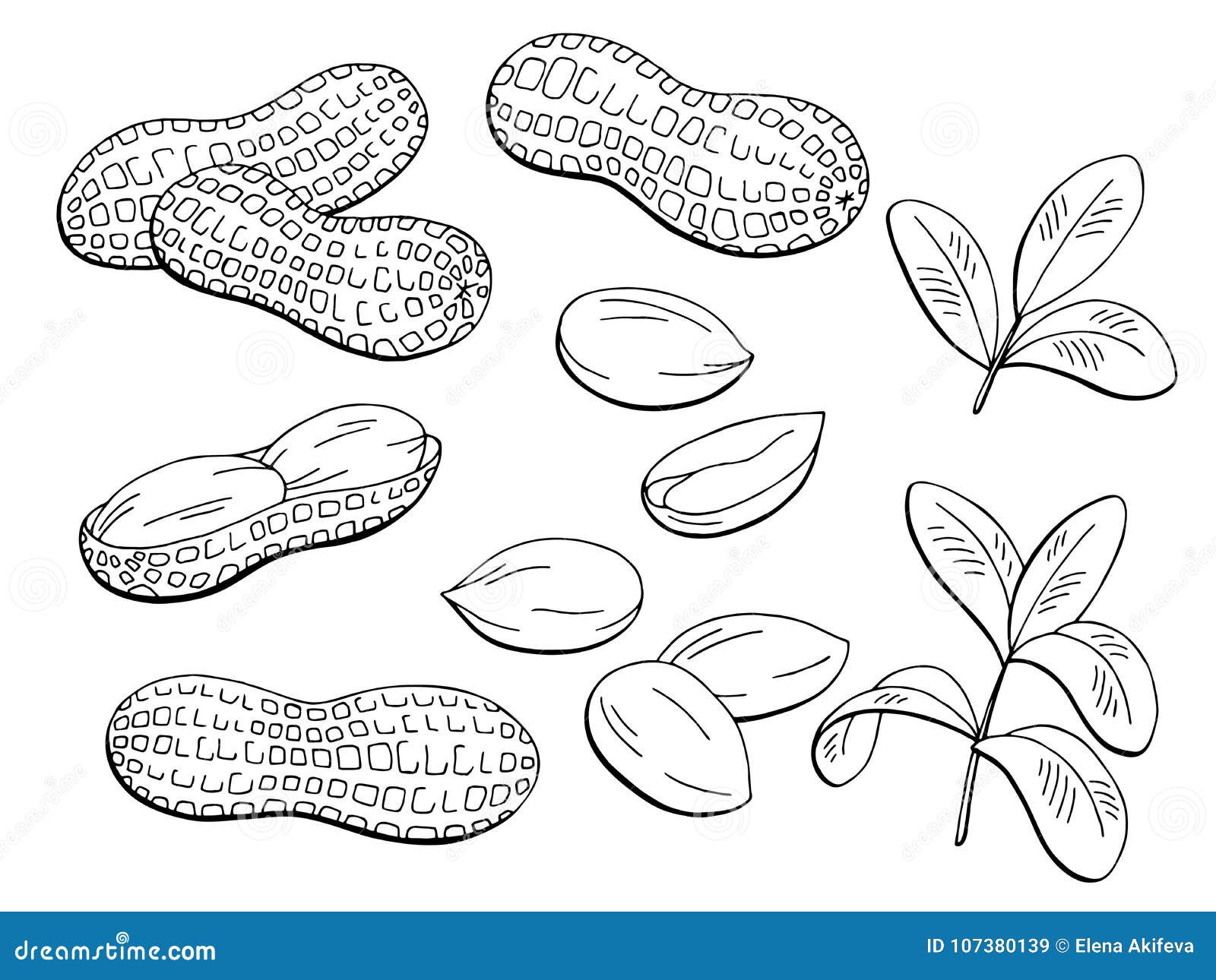 Peanut graphic black white isolated sketch illustration.