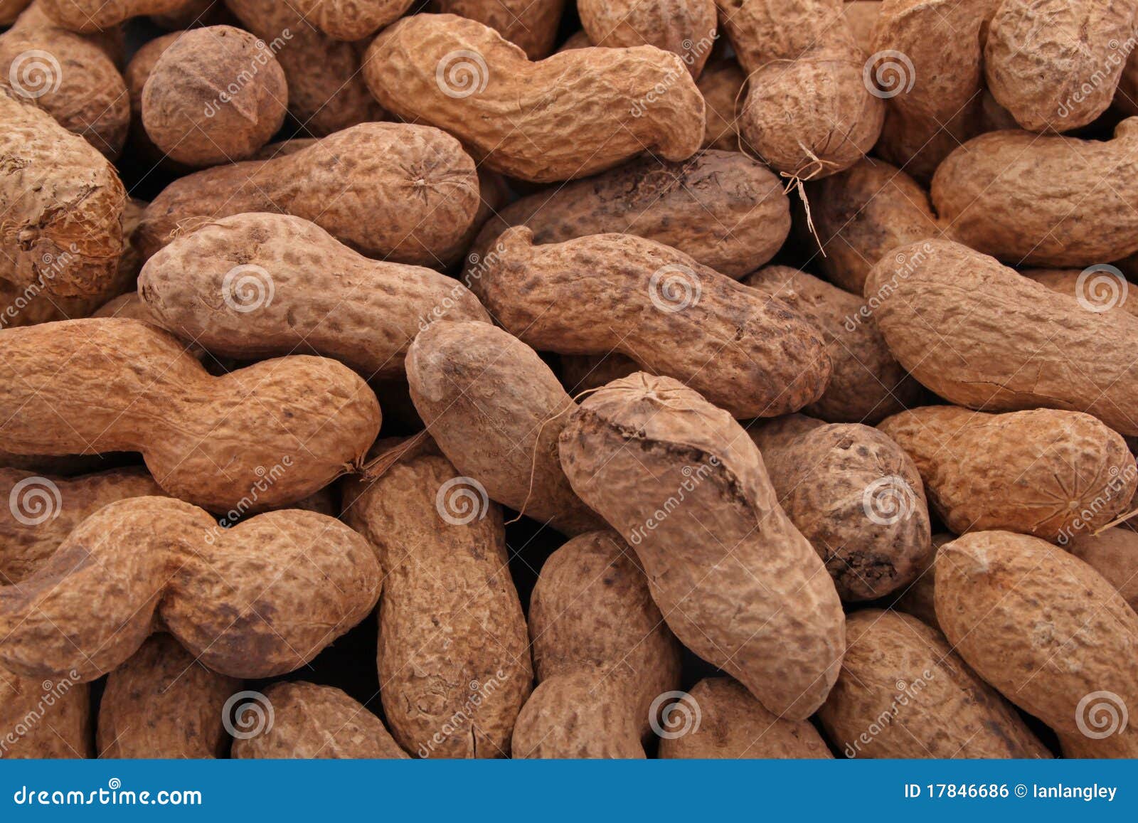 peanut or groundnut