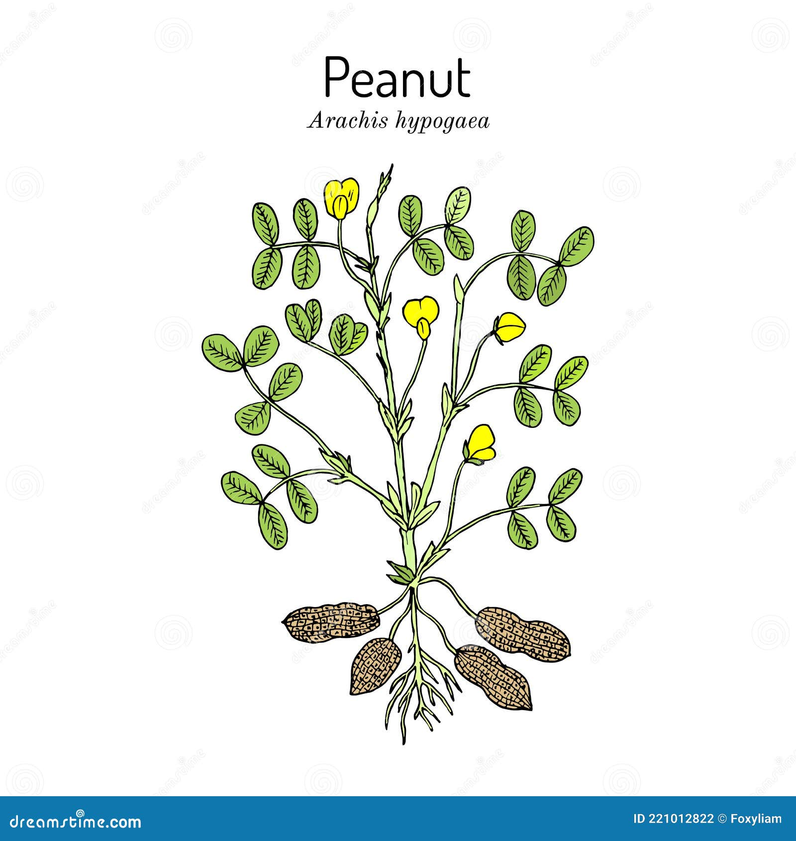 Groundnut Cartoons, Illustrations & Vector Stock Images 2102 Pictures