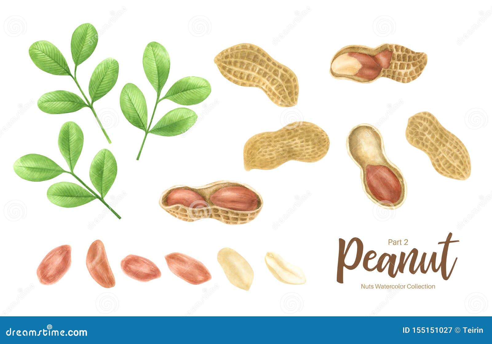 Peanut. Groundnut Whole , Halves, in Shell and Individual Kernels