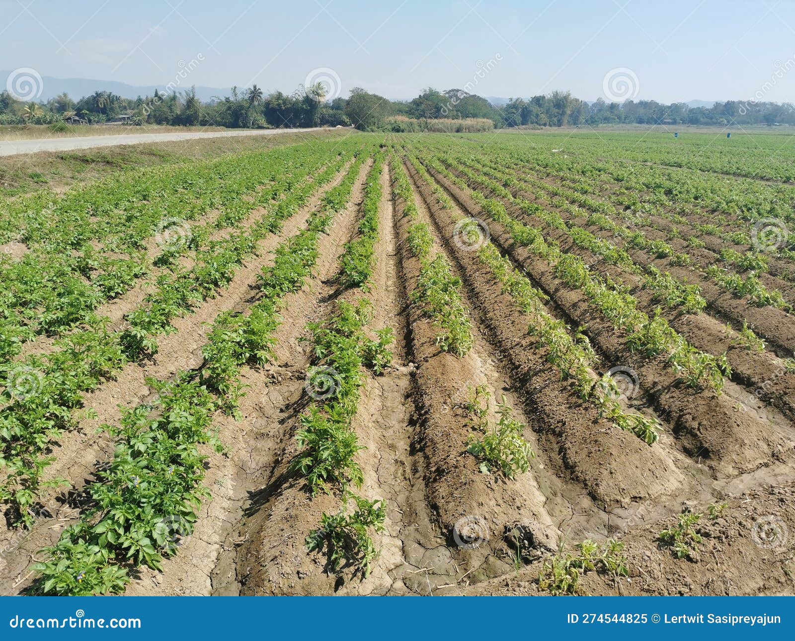 Peanut Grow As Rotation Crop on Rice Growing Area Stock Image Image