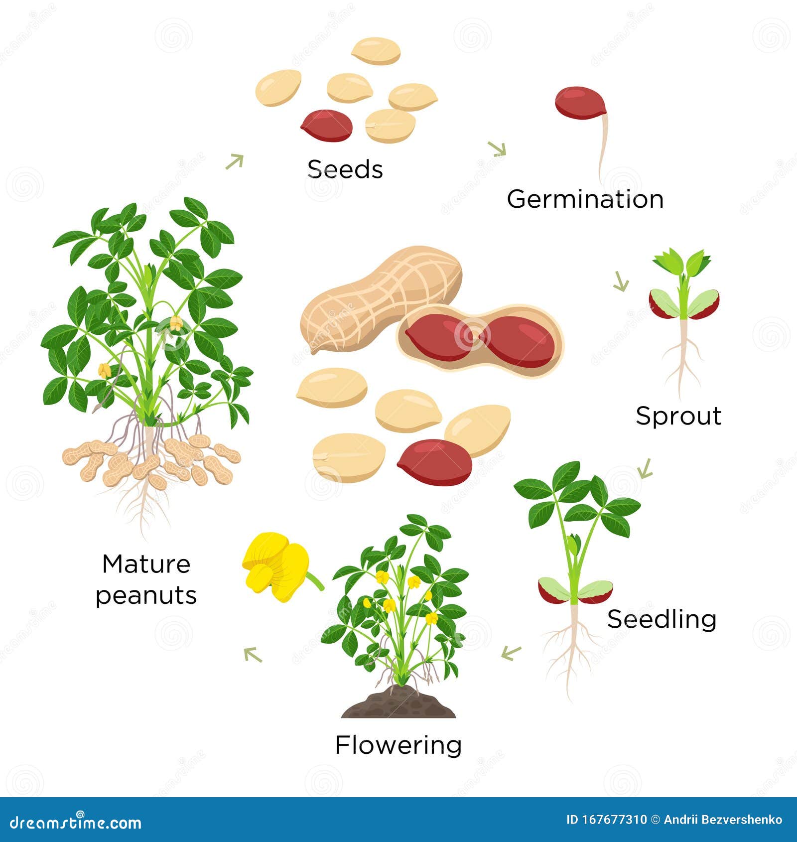 Groundnut Cartoons Illustrations Vector Stock Images 2593 Pictures arachis-hypogaea-groundnut