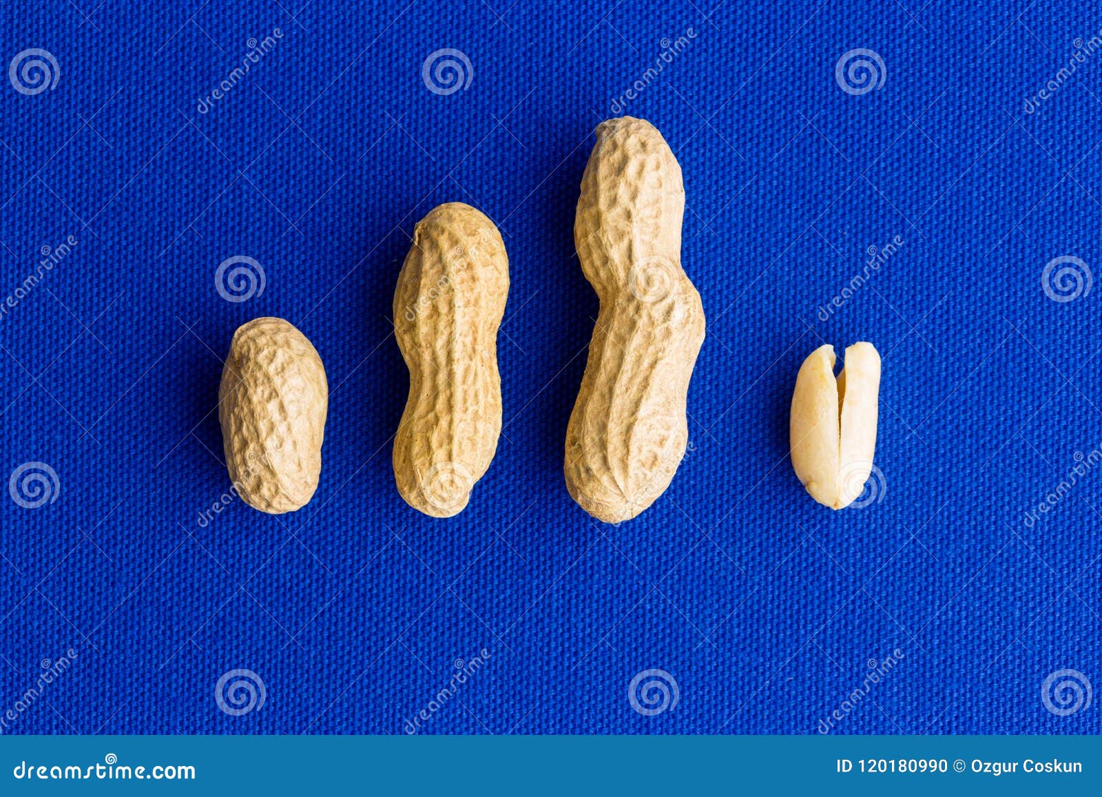 Peanut Husk and Nut Evolution with Copy Space Stock Photo Image of