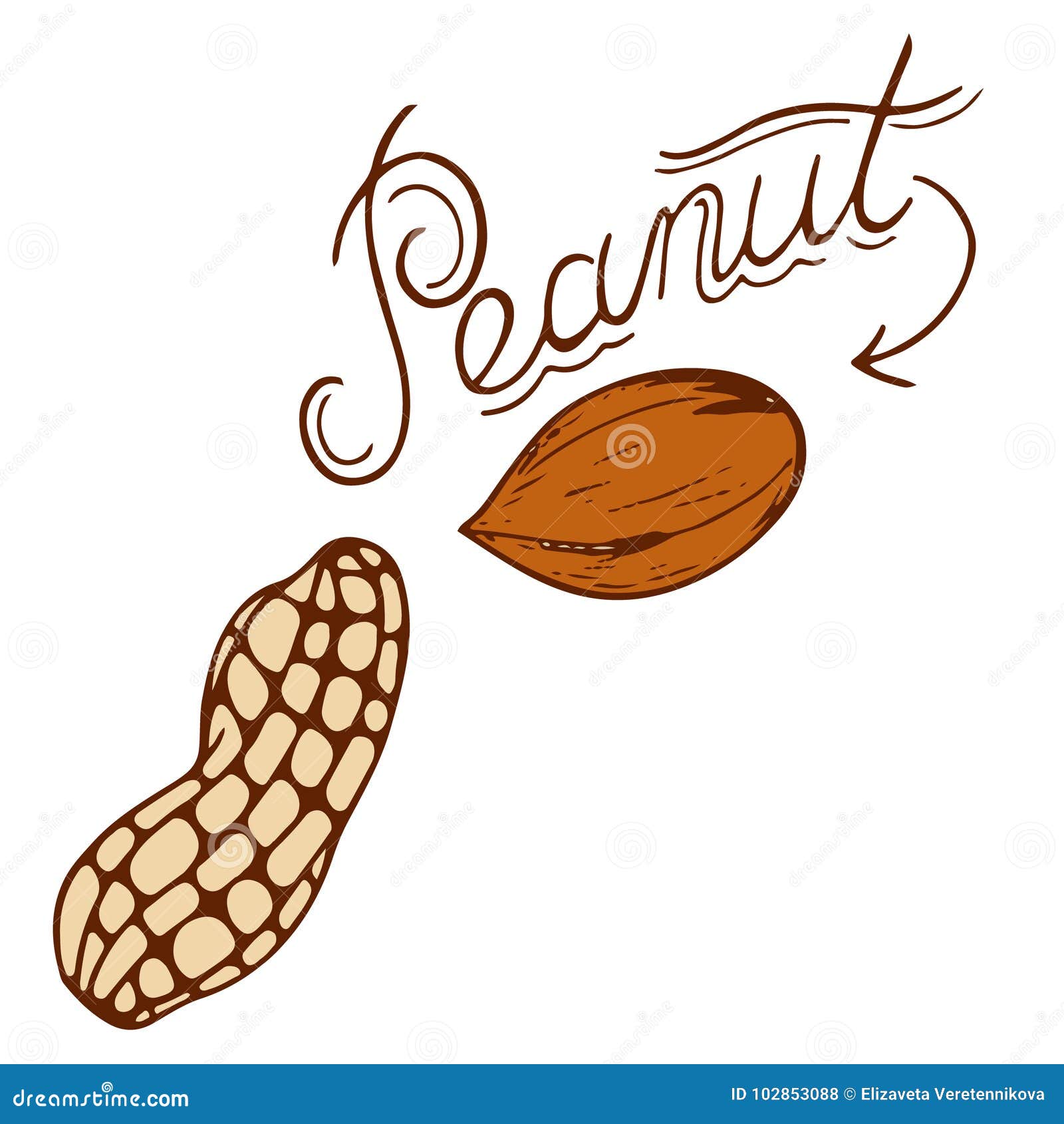 Peanut stock vector. Illustration of background, full 102853088