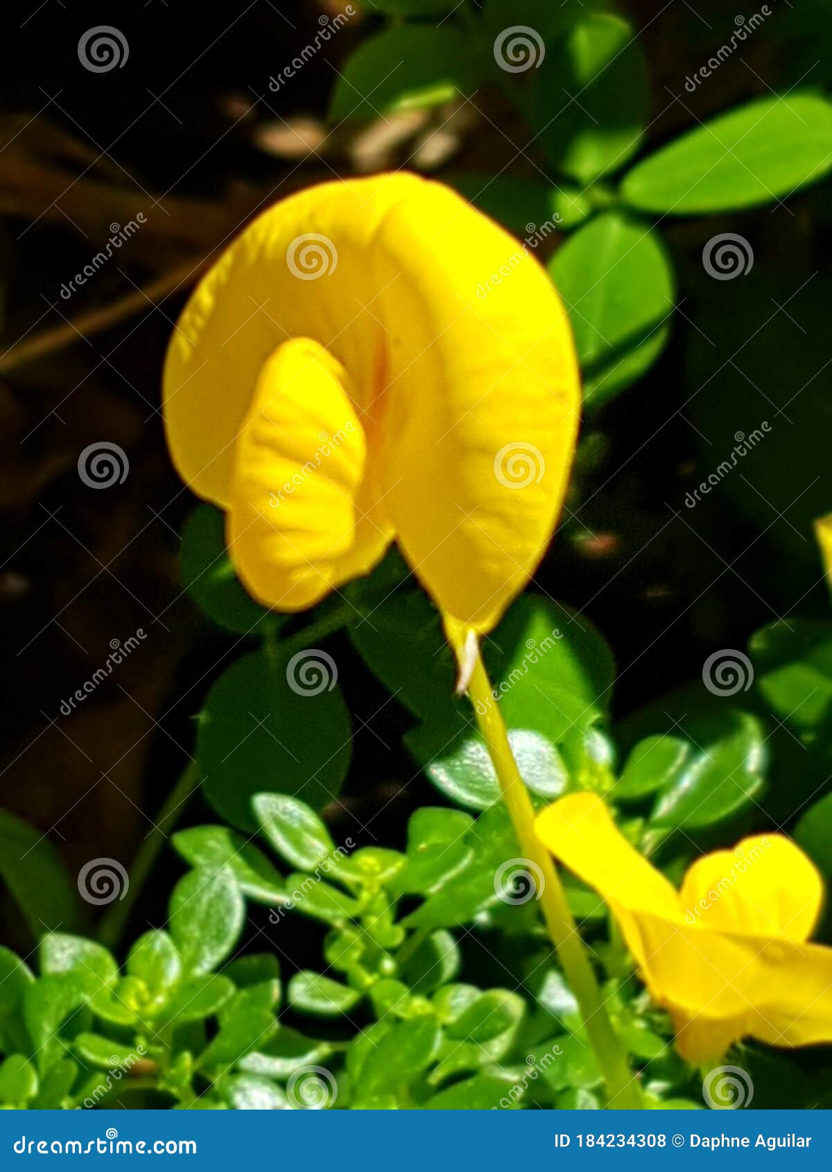 Peanut Plant Flower Yellow Flower Stock Photo Image of plant, flower 184234308