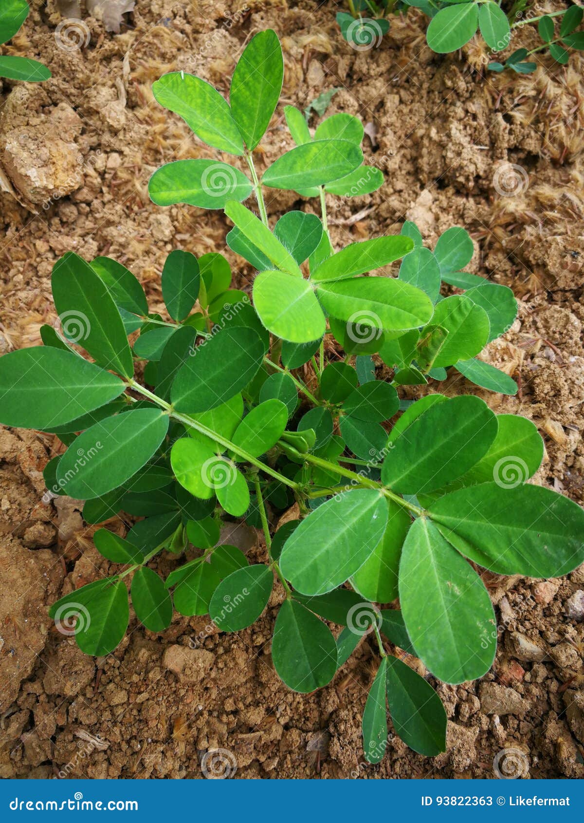 Peanut plant stock image. Image of plant, seedling, farm 93822363