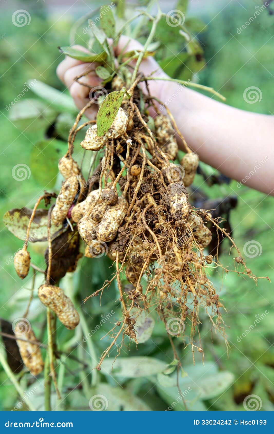 Peanut plant in hands stock photo. Image of plant, shell 33024242